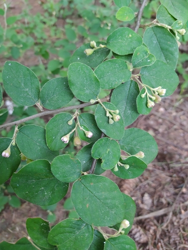 Cotoneaster fangianus