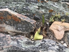 Holothrix schlechteriana