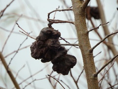 Eriosoma lanuginosum