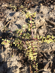 Portulacaceae