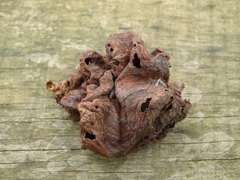 Eriosoma lanuginosum