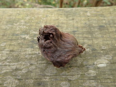 Eriosoma lanuginosum