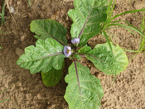 African eggplant