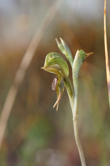 Pterostylis pusilla