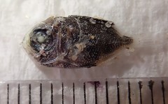 Heteropriacanthus carolinus