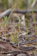 Pterostylis pusilla