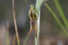 Pterostylis pusilla