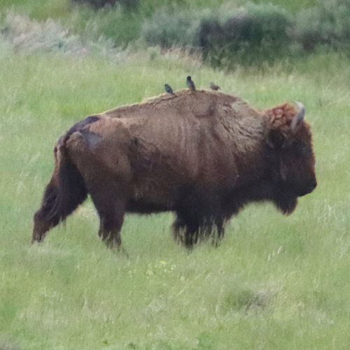 American Bison photographed in Nebraska