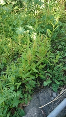 Rumex trisetifer