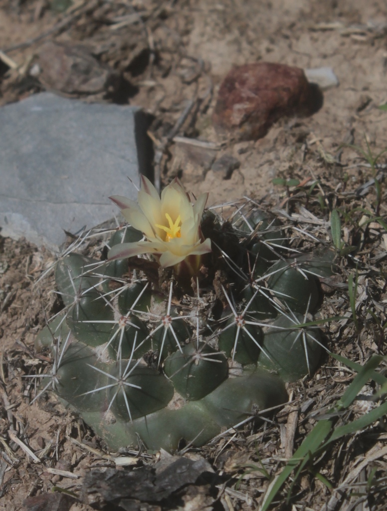 Coryphantha vogtherriana