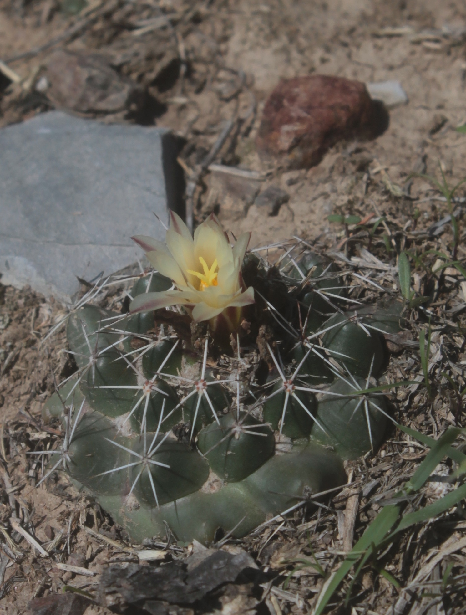 Coryphantha vogtherriana
