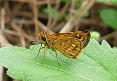Taractrocera ardonia