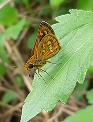 Taractrocera ardonia