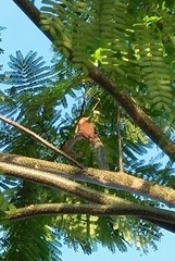 Micropternus brachyurus