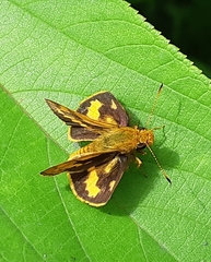 Taractrocera archias