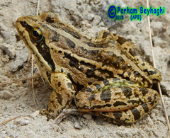 Rana macrocnemis