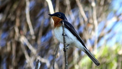 Myiagra cyanoleuca