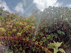 Aeonium lindleyi image