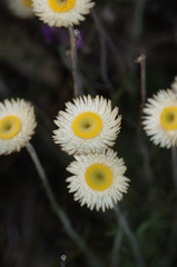 Chrysocephalum baxteri