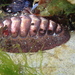 Noble Chiton - Photo (c) d_kluza, some rights reserved (CC BY-NC-ND)