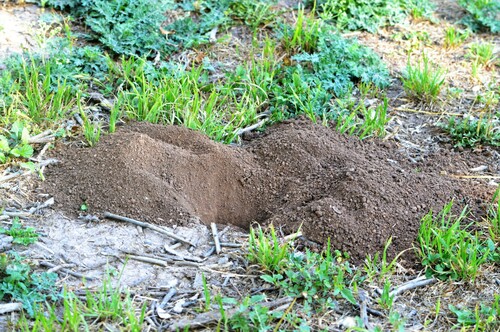 Yellow-faced Pocket Gopher (Cratogeomys castanops)