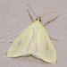 Carrot Seed Moth - Photo (c) Nick Block, some rights reserved (CC BY), uploaded by Nick Block