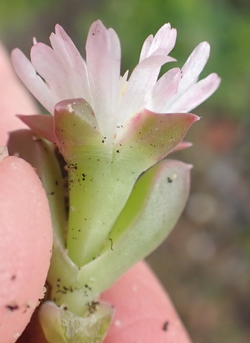 Image of Delosperma litorale by (c) Nicola van Berkel, some rights reserved (CC BY-SA)