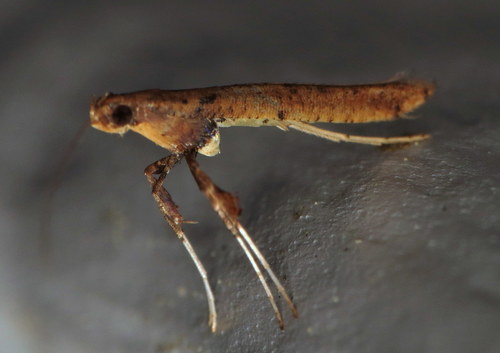 Sassafras Caloptilia Moth