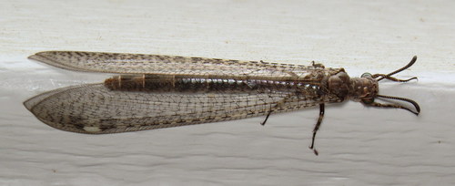 Immaculate Antlion photo 3