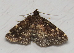 Idia scobialis