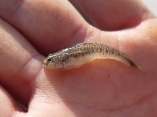 Adriatic dwarf goby (Knipowitschia panizzae) — Gobiidae — 2
