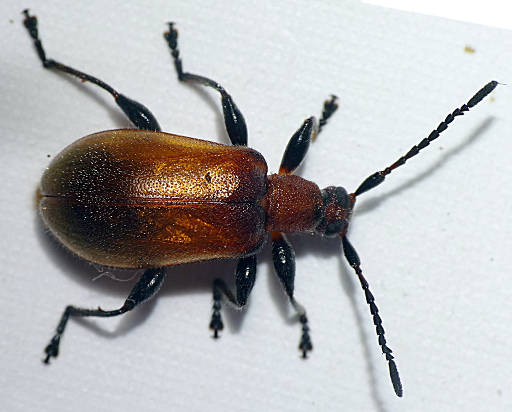 Ecnolagria