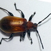 Ecnolagria - Photo (c) Edithvale-Australia Insects and Spiders, osa oikeuksista pidätetään (CC BY-NC-SA)