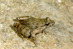 Discoglossus sardus