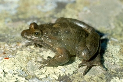 Discoglossus sardus