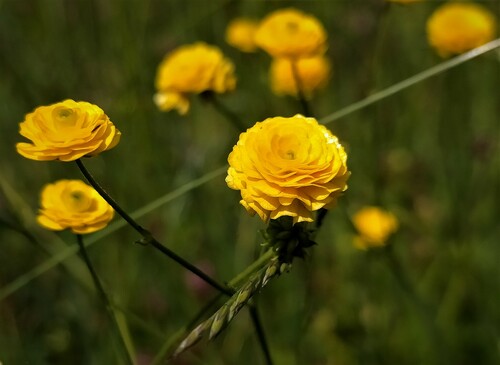 Ranunculus acris iNat (3)