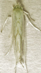 Stegommata sulfuratella