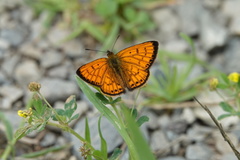 Lycaena edna