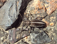 Dorcadion holosericeum