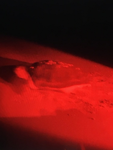 Loggerhead Sea Turtle photographed in South Carolina