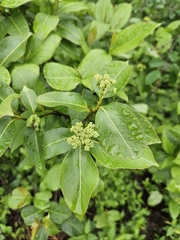 Viburnum cassinoides image