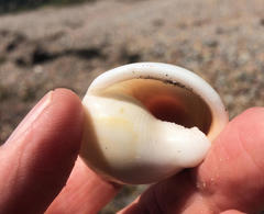 Semicassis semigranosa