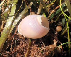 Semicassis semigranosa