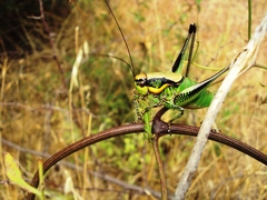 Eupholidoptera schmidti