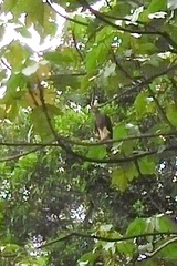 Haliaeetus ichthyaetus