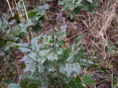 Berberis aquifolium