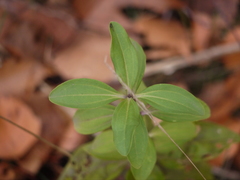 Saponaria officinalis