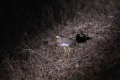 Vanellus malabaricus