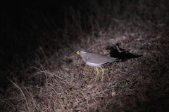 Vanellus malabaricus