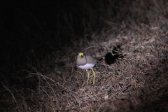 Vanellus malabaricus